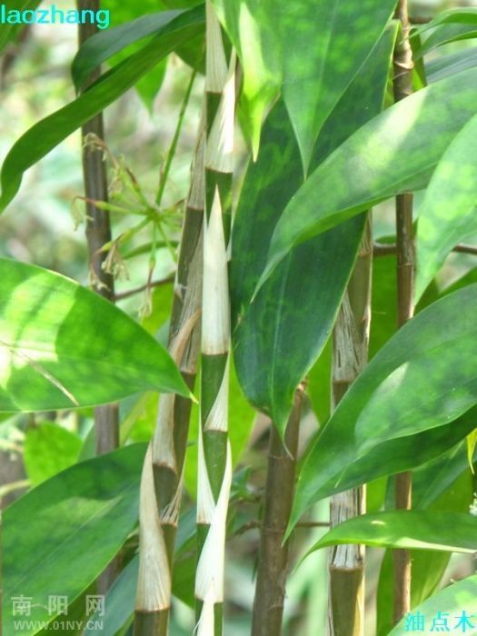 油點木 油點木
