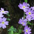 麗花報春 麗花報春