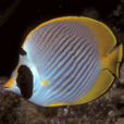 項斑蝴蝶魚(烏頂蝴蝶魚)