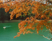 流溪河岸紅葉