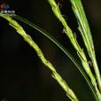 合鱗薹草 合鱗薹草
