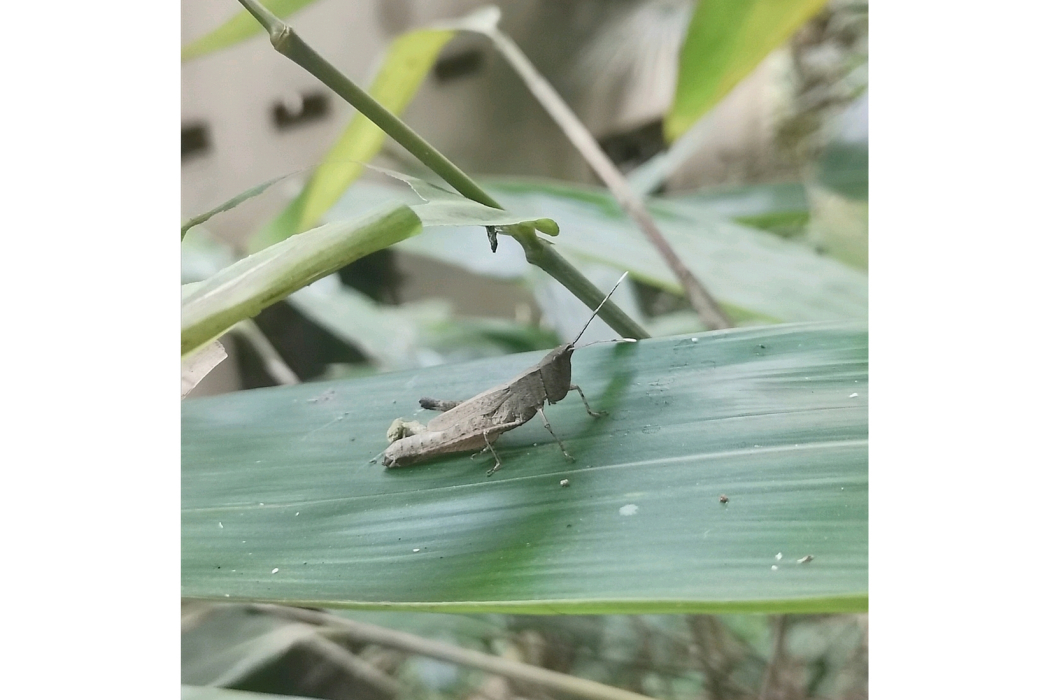 皺腹蝗亞科 皺腹蝗亞科