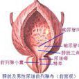 膀胱三角 膀胱三角