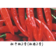 湘乾椒2號 湘乾椒2號