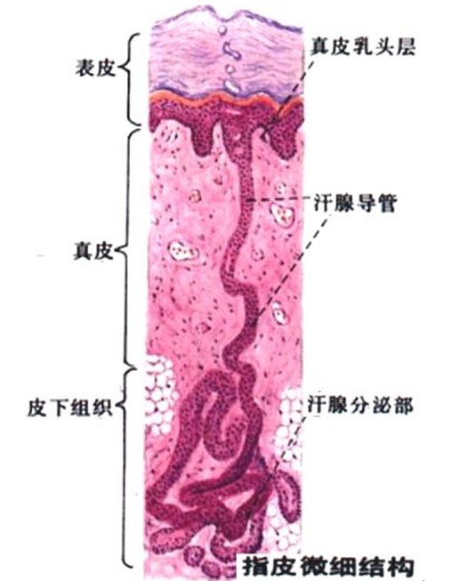 自體成纖維細胞