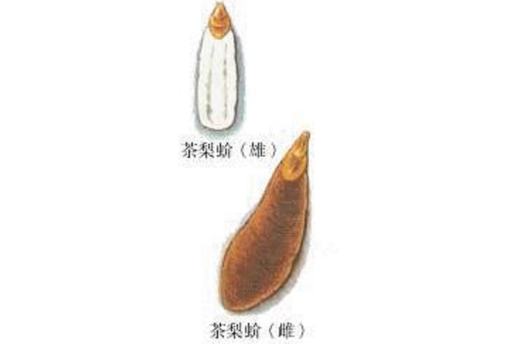 茶長白蚧