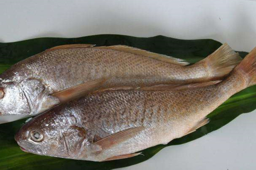 黃姑魚屬 黃姑魚屬