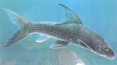 鯪魚(圖4)