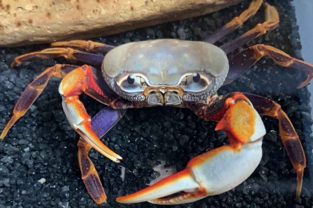 和平南海溪蟹 和平南海溪蟹