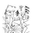 光萼豬屎豆 光萼豬屎豆