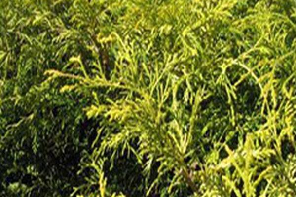Chamaecyparis pisifera \x27Golden Mop\x27 Chamaecyparis pisifera \x27Golden Mop\x27