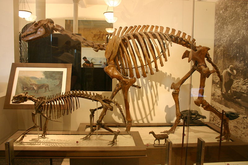 後弓獸和原蹄獸骨骼化石