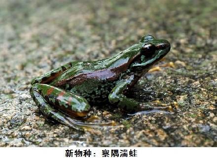 察隅湍蛙 察隅湍蛙