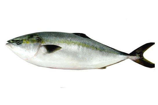 明魚 明魚