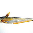 刀魚(洄游魚類名稱)