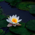 香水蓮 香水蓮