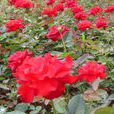 達拉斯(薔薇屬月季栽培品種)