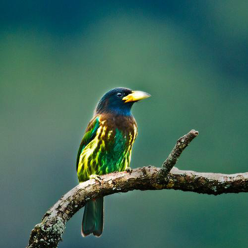 黃紋擬啄木鳥廣東亞種