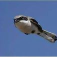 怒滑鳥