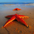 紅海星 紅海星