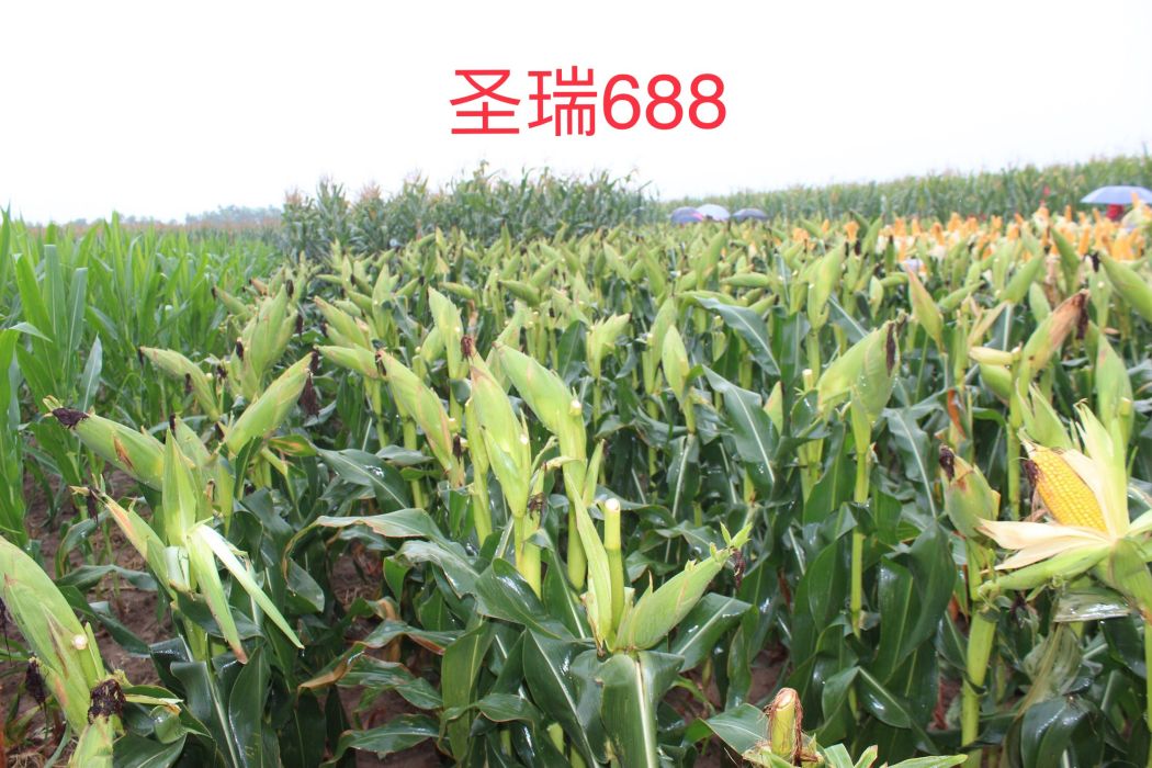 聖瑞688 聖瑞688