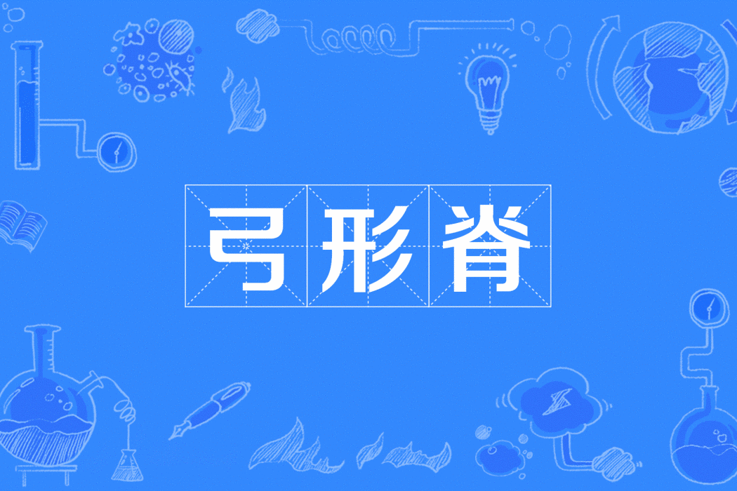 弓形脊 弓形脊