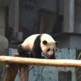大熊貓渝可 大熊貓渝可