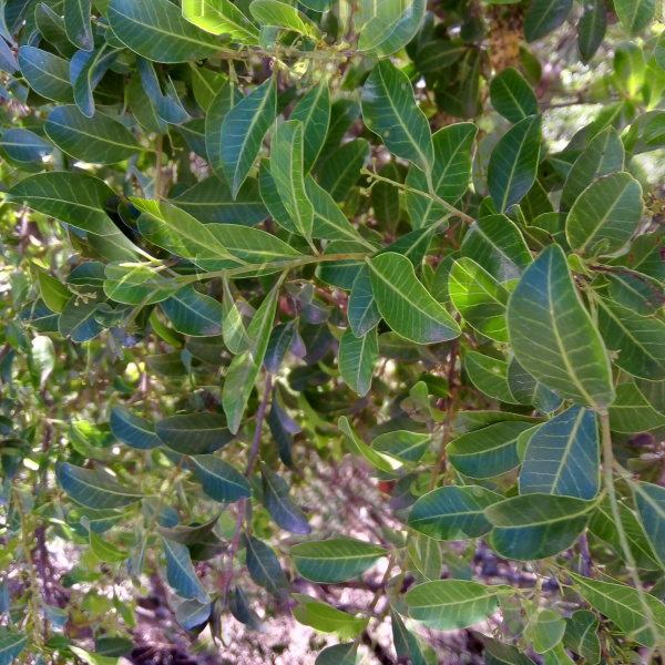 Schinus meyeri