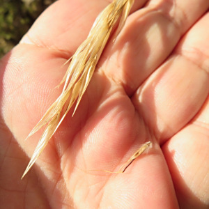 Rytidosperma clelandii