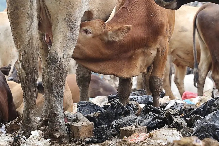 Diary of Cattle Diary of Cattle