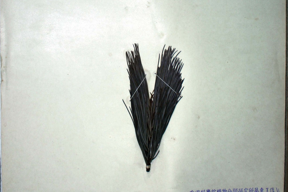 瑞士五針松 瑞士五針松