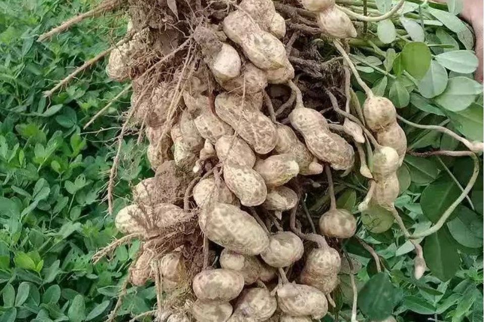 華實2號 華實2號