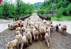 羊群行為