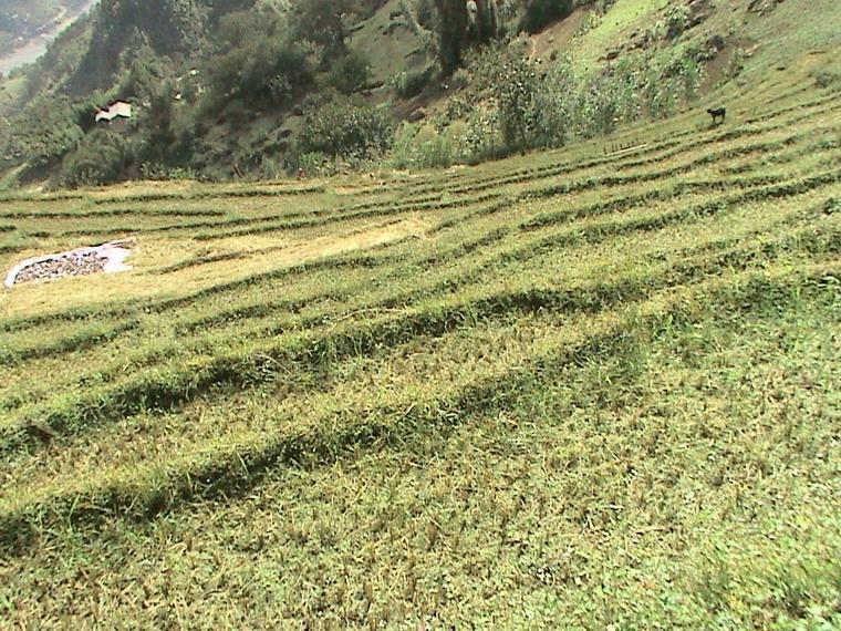 娃底布村 娃底布村