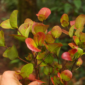 Macrosolen bidoupensis