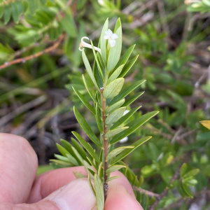 Pimelea aquilonia