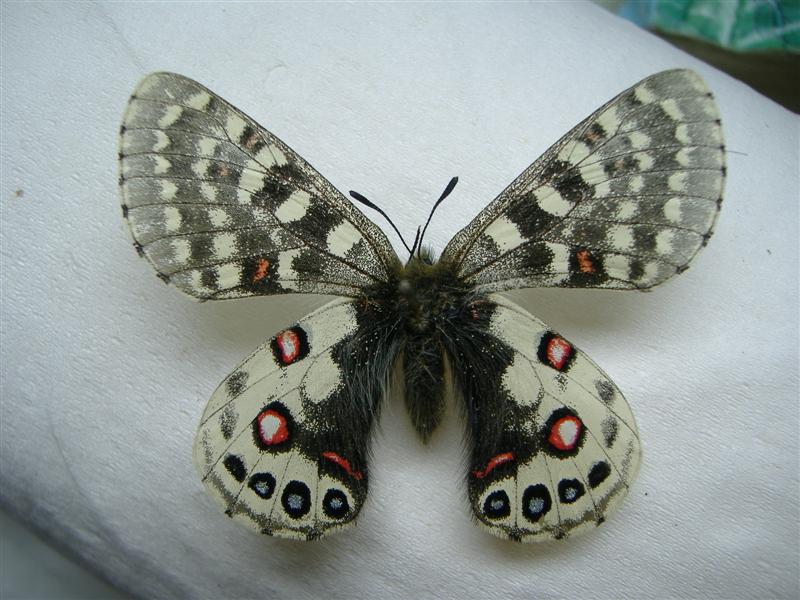 珍珠絹蝶