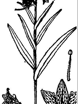 多花組(百合科貝母屬) 多花組(百合科貝母屬)