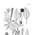 頭花香薷 頭花香薷