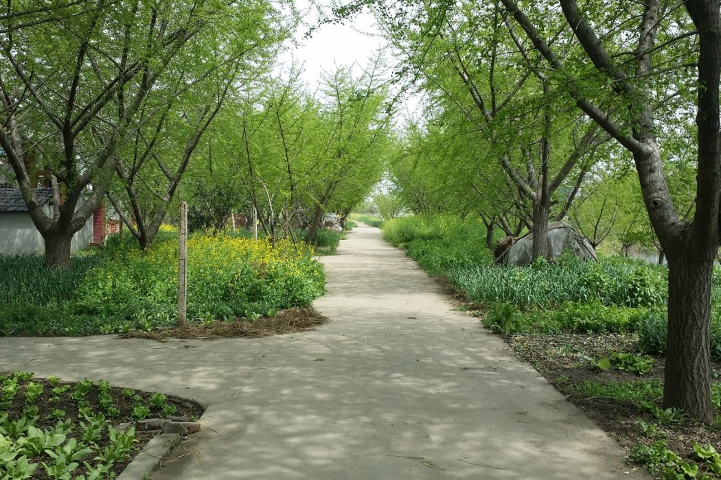 單王村 單王村