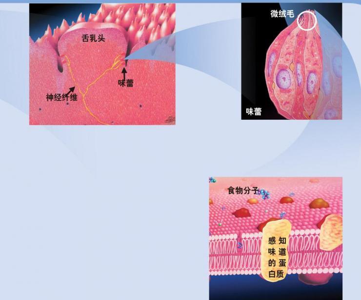 味覺小孔 味覺小孔