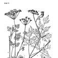 馬山前胡 馬山前胡
