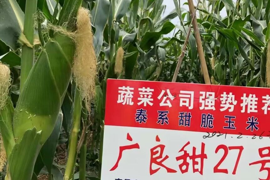廣良甜27號 廣良甜27號