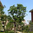 原野花園 原野花園