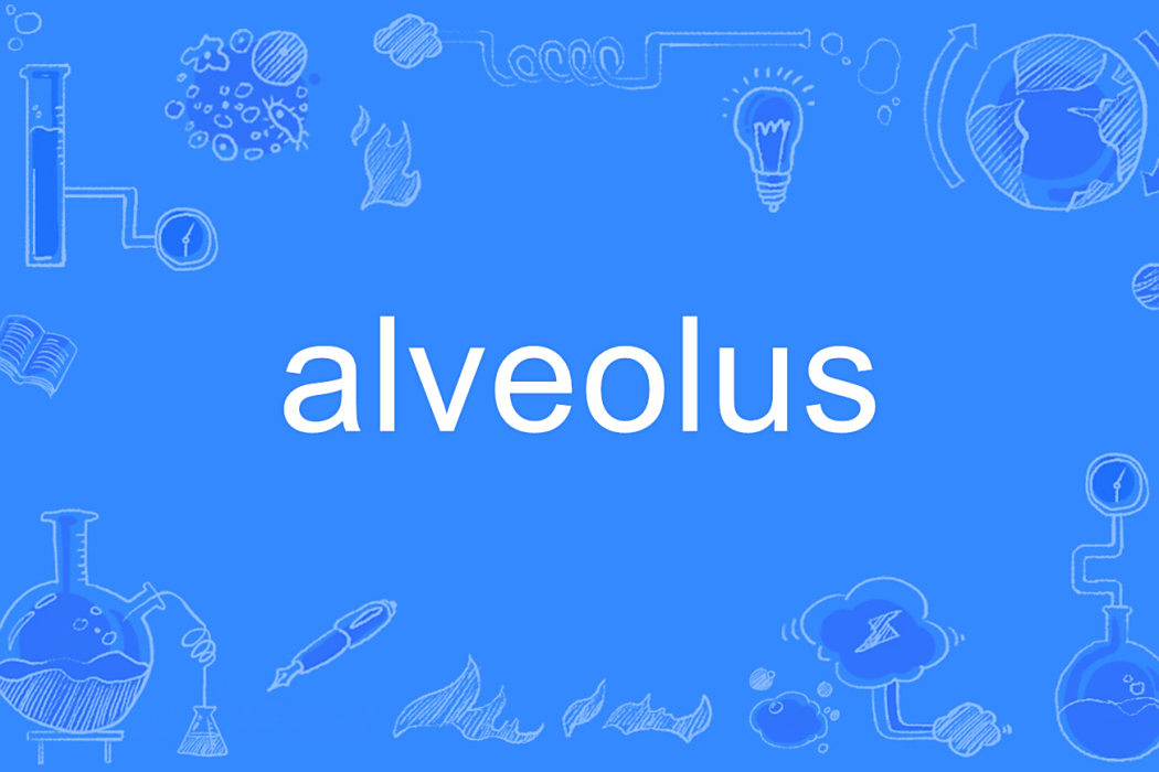alveolus alveolus