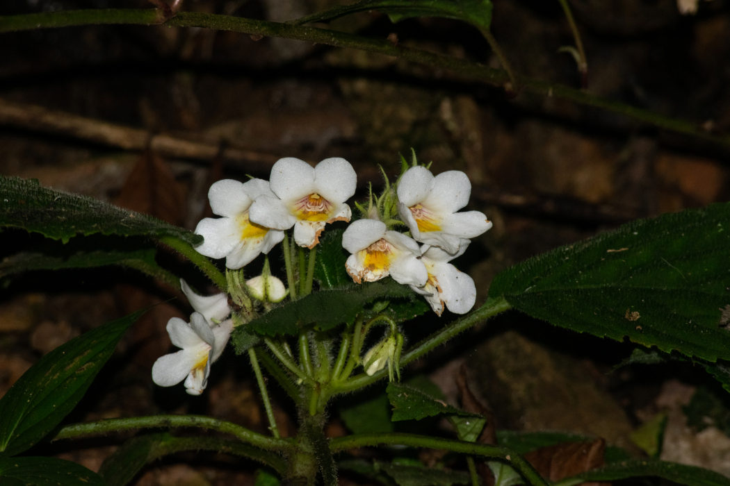 Gasteranthus herbaceus