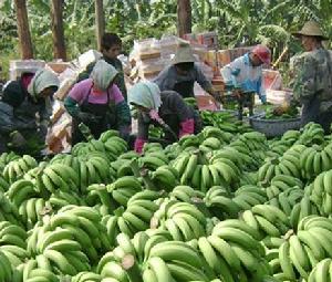 農民正在收穫香蕉