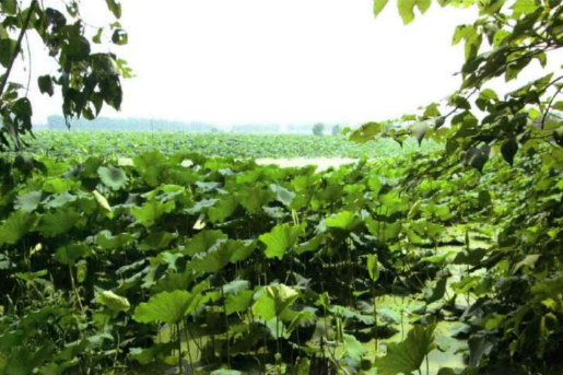 黃天湖(湖北省荊州市公安縣荊江分洪區境內湖泊) 黃天湖(湖北省荊州市公安縣荊江分洪區境內湖泊)