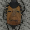 人面蝽 人面蝽