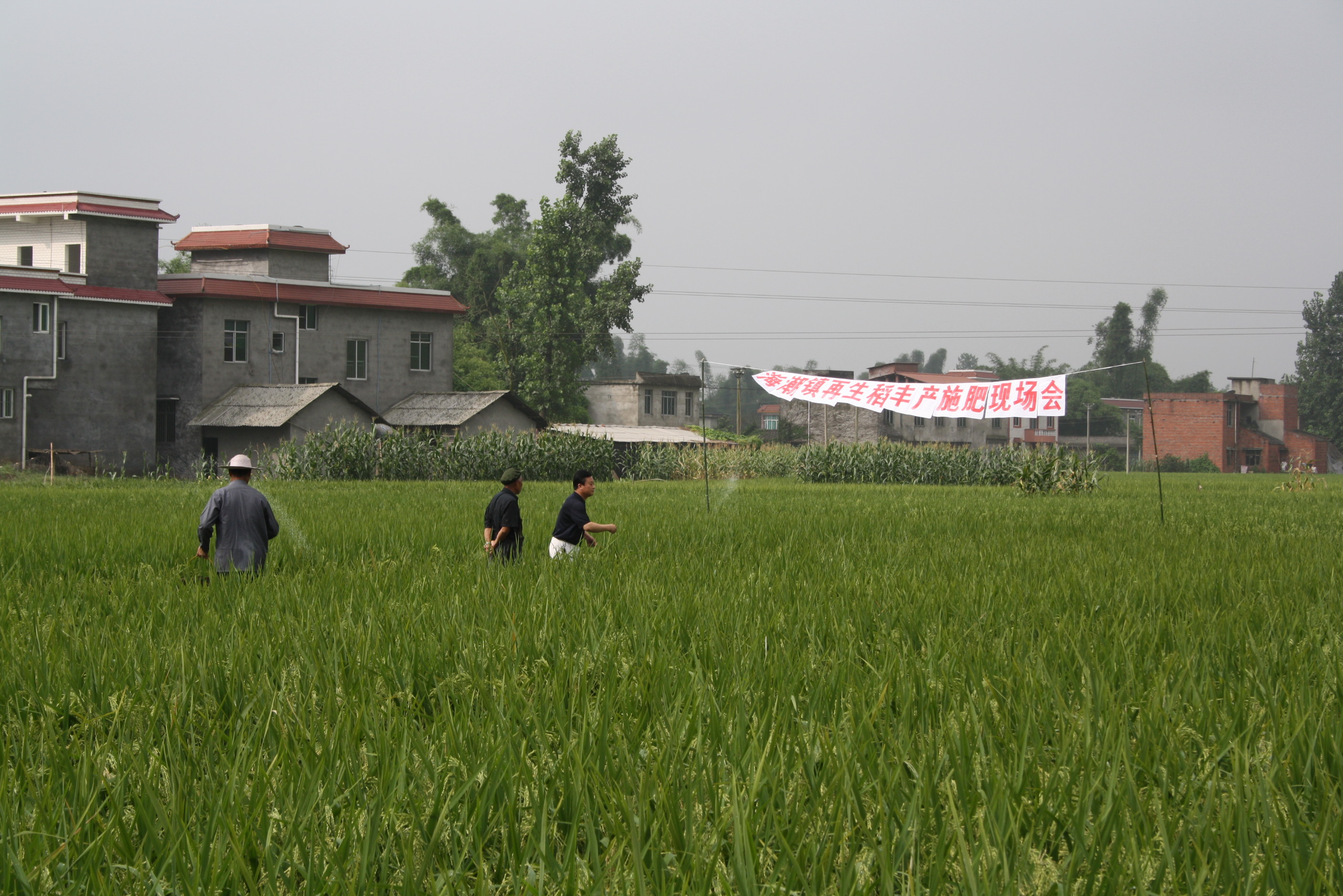 再生稻豐產施肥現場